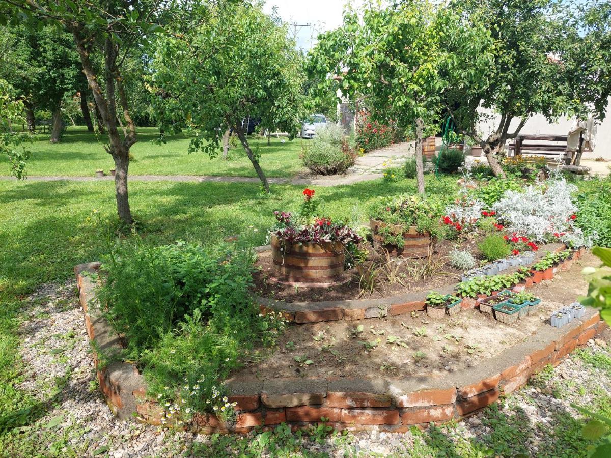 Apartmani Petkovic 226 Velika Drenova 外观 照片