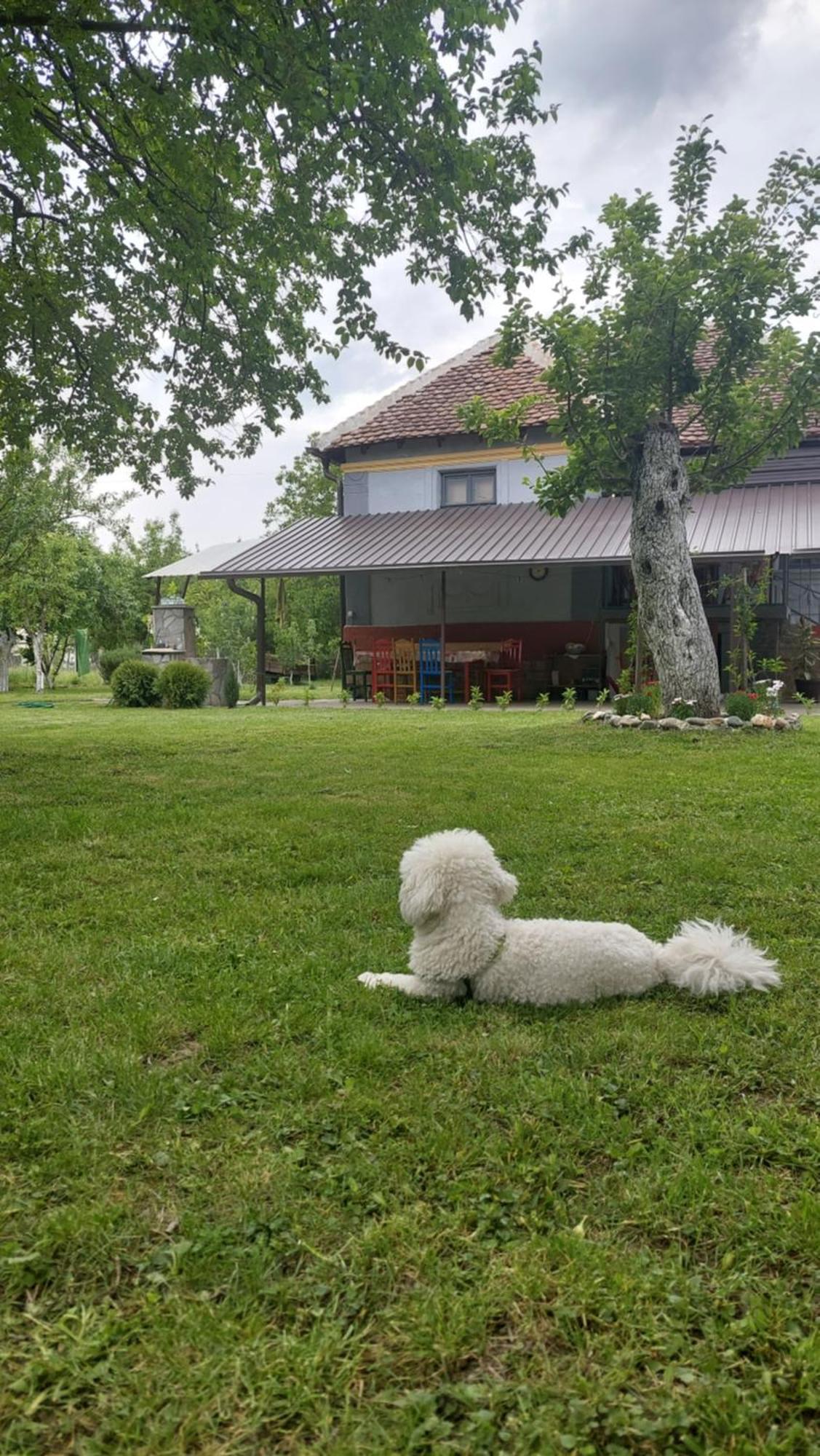 Apartmani Petkovic 226 Velika Drenova 外观 照片
